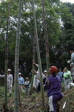 20040509立花町の竹伐採2.JPG